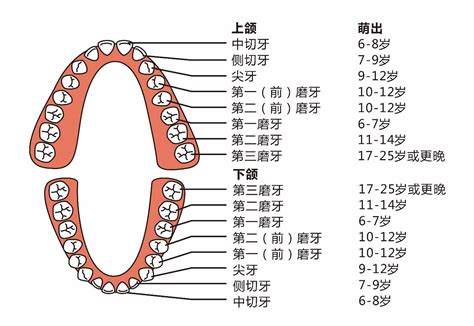 大牙位置|牙齿名称位置图